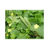 SHOP 360 GARDEN Hybrid Ridge Gourd Jaipur Long Variety Seeds (Pack of 50 Seeds)