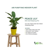 NSC Peace Lily Plant