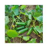 Summer Veg. Seeds - Cucumber seed ( 50 seed ) - Your Home & kitchen garden on this summer