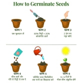 shivam organic seeds - Fruit Seeds ( 20 seeds )