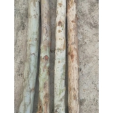 EUCALYPTUS BARK