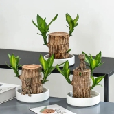 Brazilian Lucky Wood Plant | ???? BUY 1 GET 2 FREE