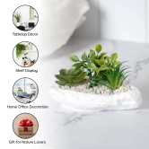 Anko Succulents in Bowl Planter for Indoor Use, Home Office, Garden, Balcony, Coastal Decor, Green & White, 19cm L x 11cm H x 10.5cm W-Anko Succulents in Bowl | Indoor Planter | Home, Office, Gar