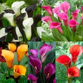 Calla Lily Mix Color Flower Bulb