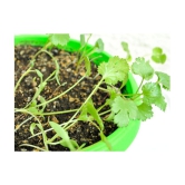 Coriander Seeds, Dhania Seeds, Organic Cilantro Seeds Pack Of 200 Seeds