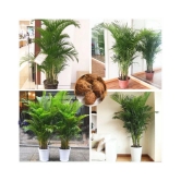 Areca Palm Tree Seeds (Indoor&outdoor Plant)