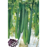 homeagro - Ridge Gourd (Toree) Vegetable ( 20 Seeds )