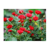 CLASSIC GREEN EARTH - Tube Rose Flower ( 25 Seeds )