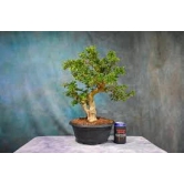 Pink Bluebell Bonsai plant