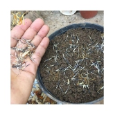 MS. Marigold Seeds MIX 30 seeds