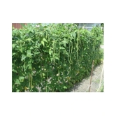 Lobia Hybrid Green Long Beans ( 25 Seeds ) - Lobia ka beej