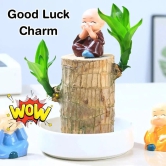 Brazilian Lucky Wood Plant | ???? BUY 1 GET 2 FREE