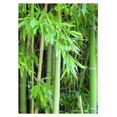 Male Bamboo Seeds For Outdoor Bamboo Seeds Garden Pack