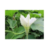 Bottle Gourd F1 Hybrid - 20 seed +soil free - Organic Seeds - For Home And Kitchen Garden | (Pack 20 Seeds) + Instruction Manual