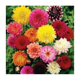 HN organic seed - Zinnia Mixed Flower ( 20 Seeds )