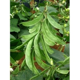 Flat grean beans pack of 30 seeds