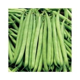 Green india vegetables frens beans hybrid ( 50 - seeds )