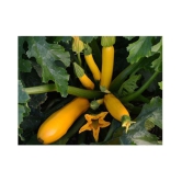 Yellow Long Zucchini Summer Squash Seeds, Courgette, Marrow, Gourd Vegetables Seeds 10