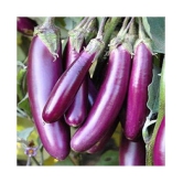 brinjal eggplant seeds 50 seeds