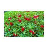 Balsam flower seeds 40 seeds