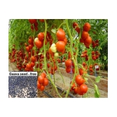 Hybrid Indian Tomato | Tamatar 100 Seeds Pack + free seeds