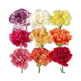 colorful carnation flowers seeds with growing soil