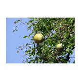 Bel Patra/Bel Tree/Bilva Patra/Bael/Bel Pathar Fruit Plant Pot 20 seeds