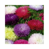 Innate Flower seeds Aster Mix Flower Best Quality Seeds Pack of 50