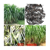 SUPER NAPIER GRASS ( PACK OF 500 SEEDS) WITH MANUAL