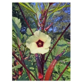 Red Okra Bhindi Hybrid (Ladys Finger) pack of 30 seeds