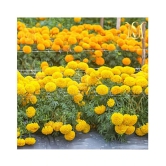 MS. Marigold Seeds MIX 30 seeds