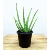 NSC Aloe vera Live Sapling