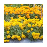 sky star agro & co. - African Marigold Flower ( 50 Seeds )