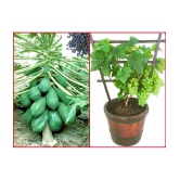 homeagro - Combo of Papaya F1 Hybrid Fruit ( 50 seed ) and Grapes Fruit ( 20 Seeds )