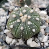 Astrophytum Asteria Sand Dollar Cactus Seeds