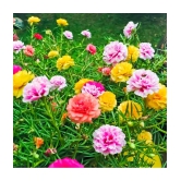 Portulaca Grandiflora Double Mix Flower Seeds - Pack of 30 Seeds