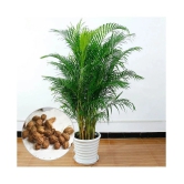 Areca palm plant seed ( 10 seed ) for home gardeing use indoor and outdoor with cocoopeat free with user manual.