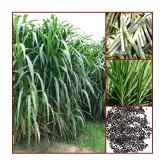 SUPER NAPIER GRASS Seed (APPROX 500 SEEDS per packet)