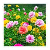 Portulaca mixed hybrid flower seeds (30 Seeds)