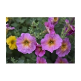 homeagro - Petunia Mixed Flower ( 50 Seeds )