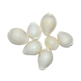 Aksaya Marketing Marble White Kodi Shell - Pack of 7