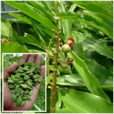 Indian Elaichi Plant For Gardening(Cardamom)