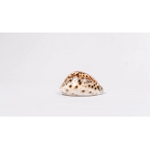 Brown and White Spotted Seashell