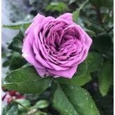 Hybrid Grafted Rose Flower  Plant