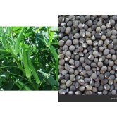 Lady Finger or Bhindi Hybrid F1 SUPREME (II) Seeds for Terrace Kitchen Balcony Gardening