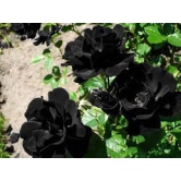 Black Rose Grafting Flower Plant