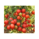 ARKA RAKSHAK F1 HYBRID TOMATO 100 SEEDS