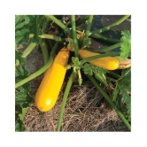 Yellow Long Zucchini Summer Squash Seeds, Courgette, Marrow, Gourd Vegetables Seeds 10