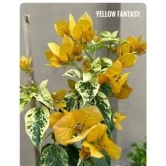 Variegated Bougainvillea (Yellow) Colour  Plant