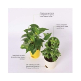 Ugaoo Good Luck Indoor Plants For Home With Pot - Jade Plant & Money Plant Variegated